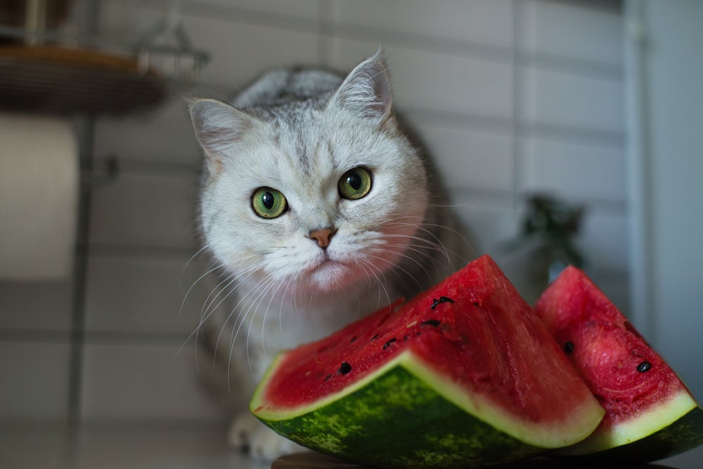 gato pode comer frutas: gato comendo melancia