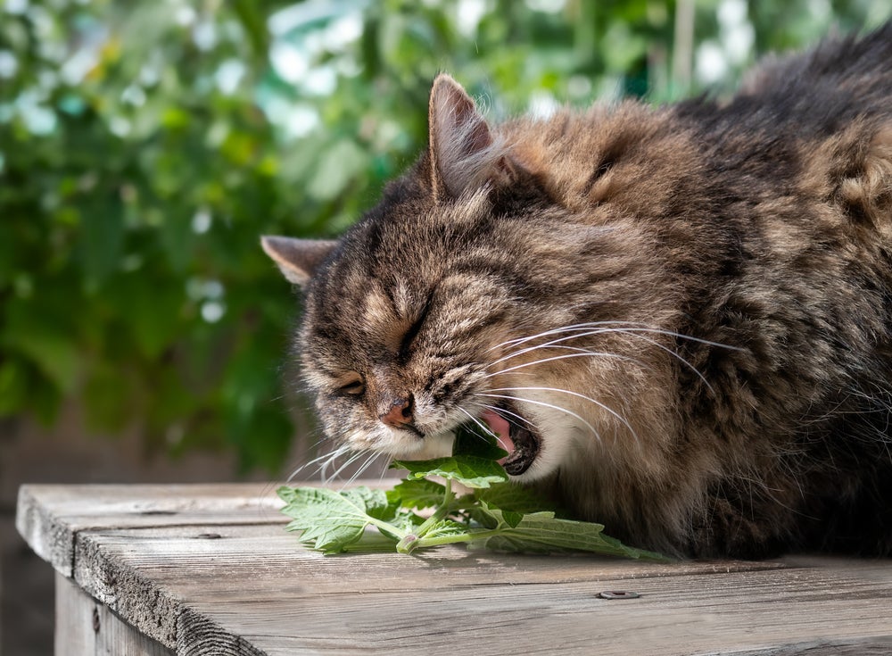 gato pode comer hortelã: gato comendo folha de hortelã
