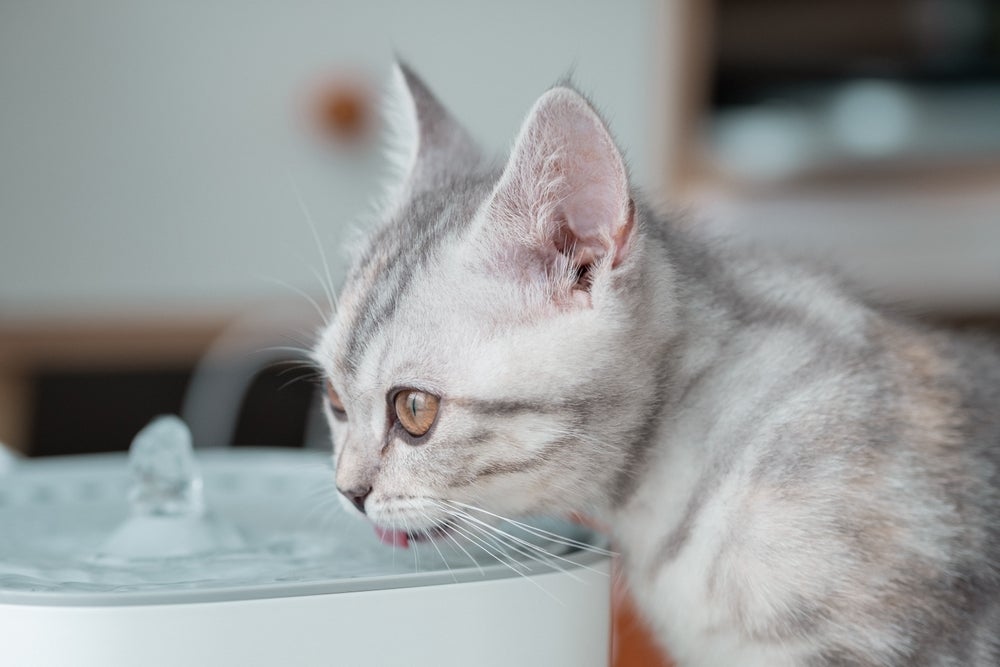 gato renal bebendo água na fonte de água para gatos