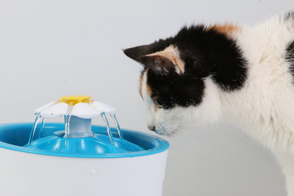 gato renal bebendo água na fonte de água para gatos
