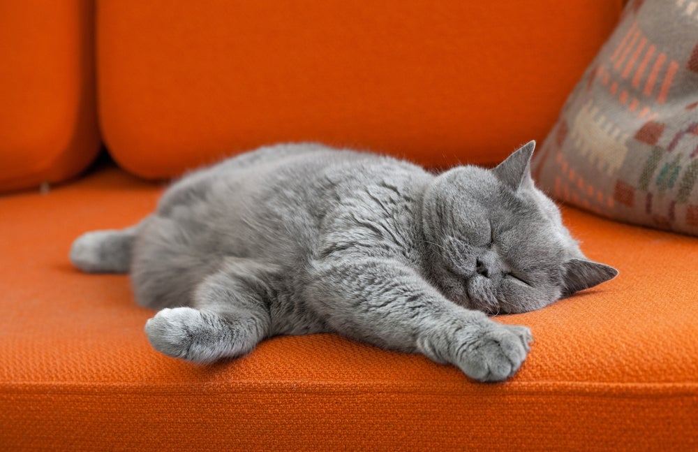 gato se esconde no sofá: gatinho deitado no sofá