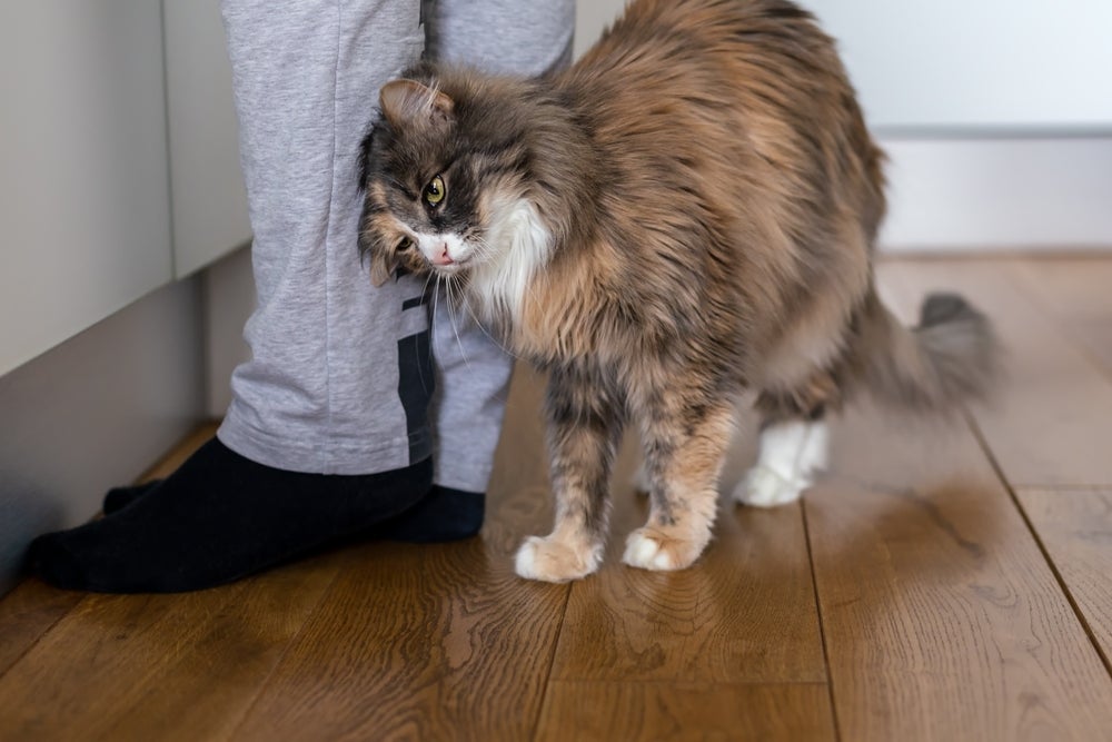 gato se esfregando na perna do dono