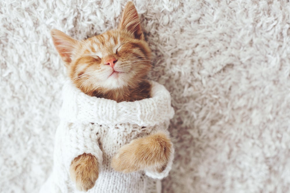 gato sente frio: gato vestindo roupa
