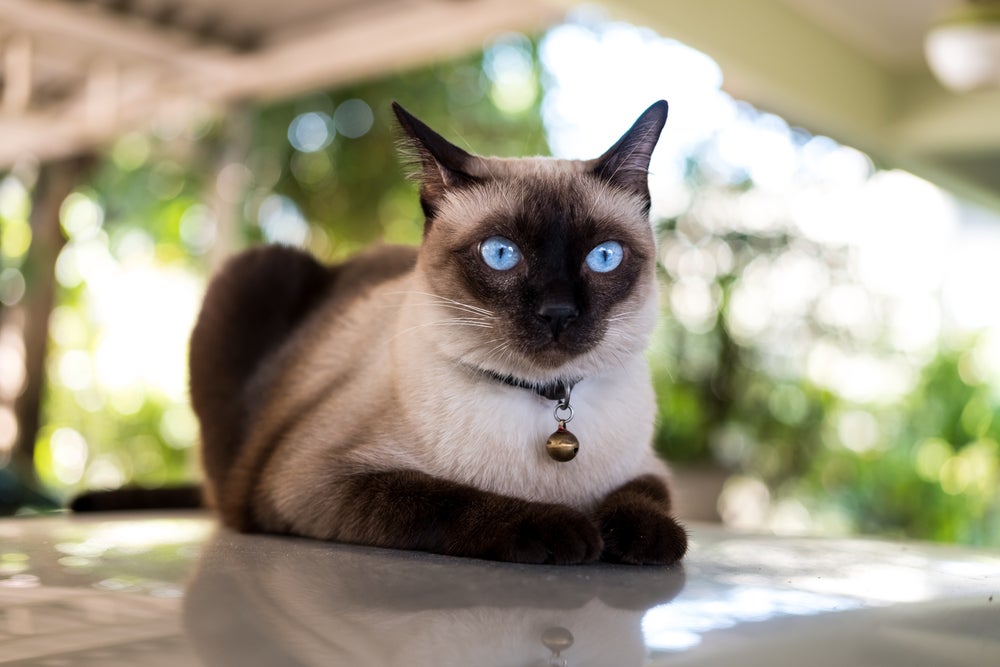 gato siamês em casa