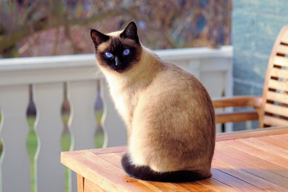 gato siamês em cima da mesa no jardim