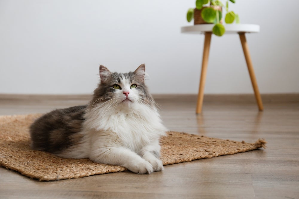 gato siberiano deitado no tapete
