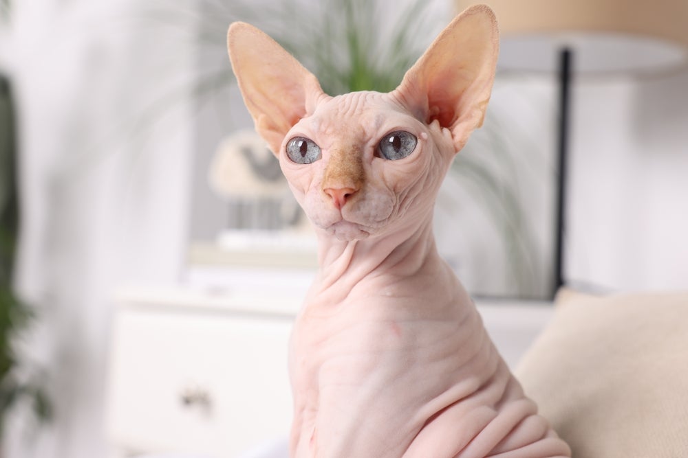 gato sphynx