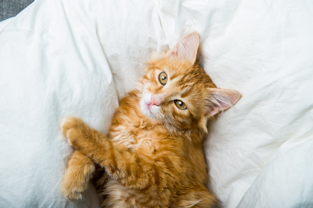 gato tem aids: gato deitado na cama
