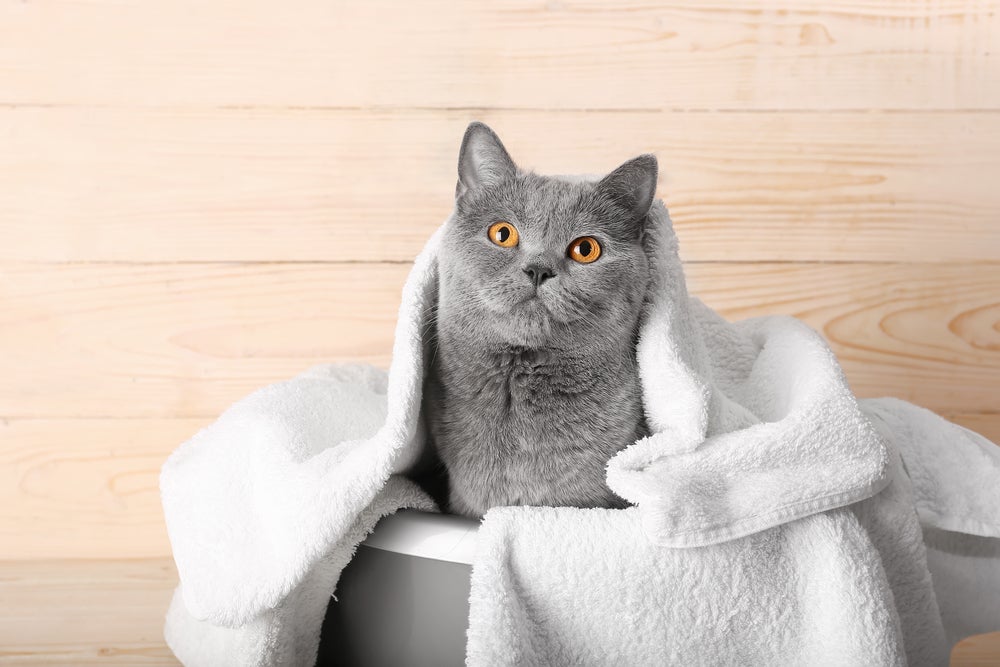 banho de gato: gatinho com toalha após tomar banho