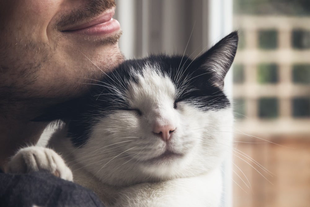 gato vira-lata recebendo carinho