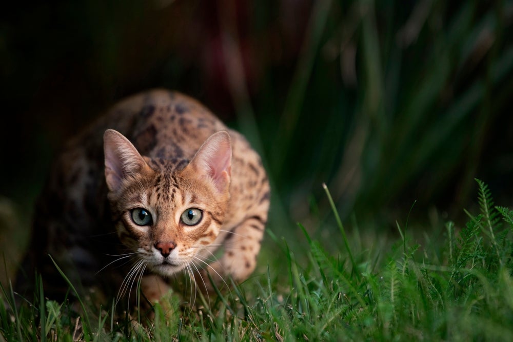 Gato caçador olhando para possível presa