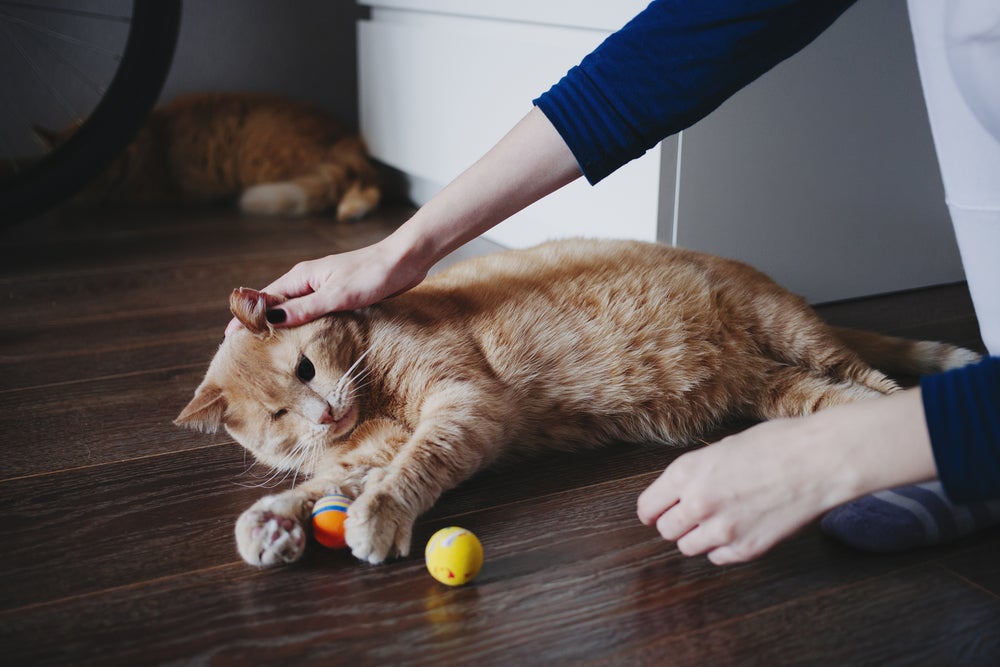 Gato cego amarelo brincando com o tutor