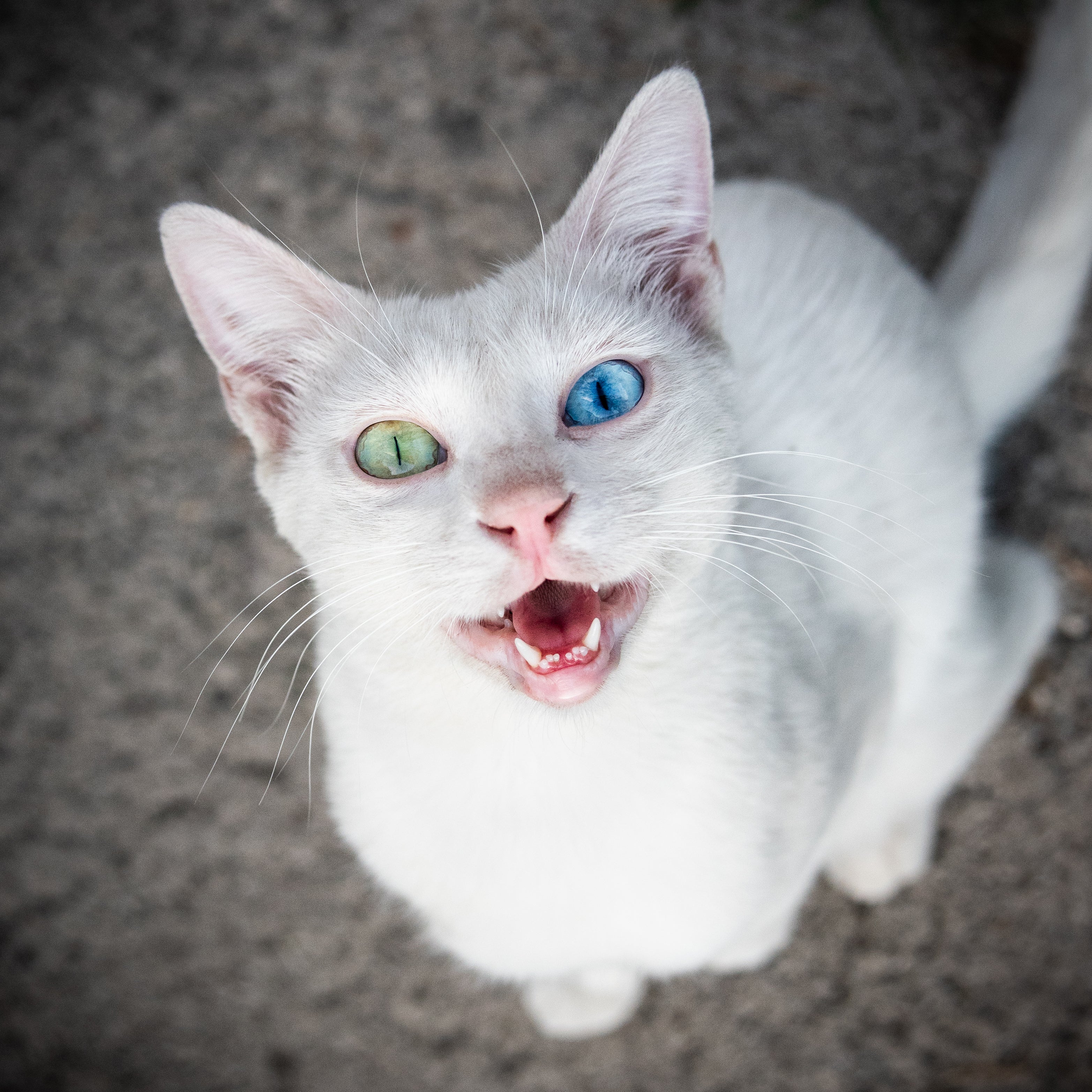 Gato branco com olhos das cores azul e verde