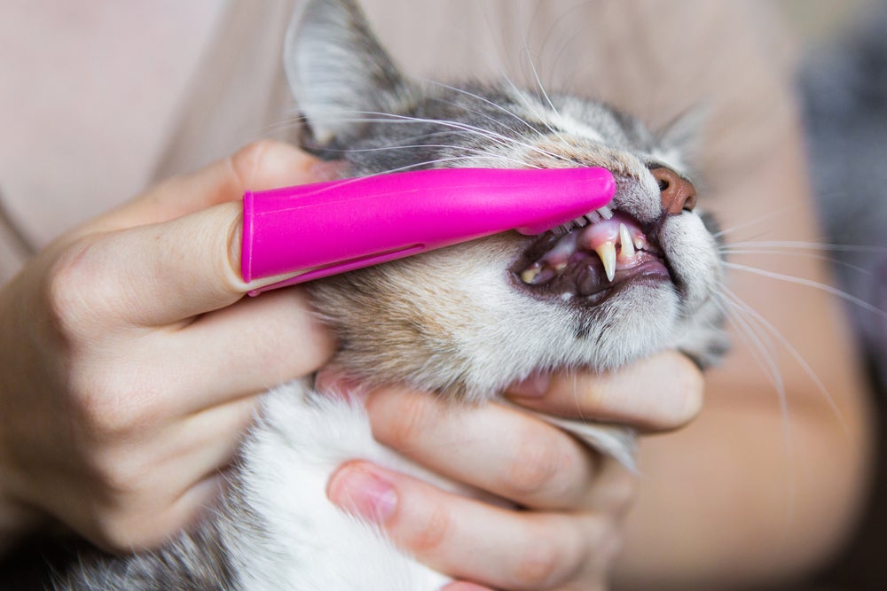 gato com mau hálito escovando os dentes