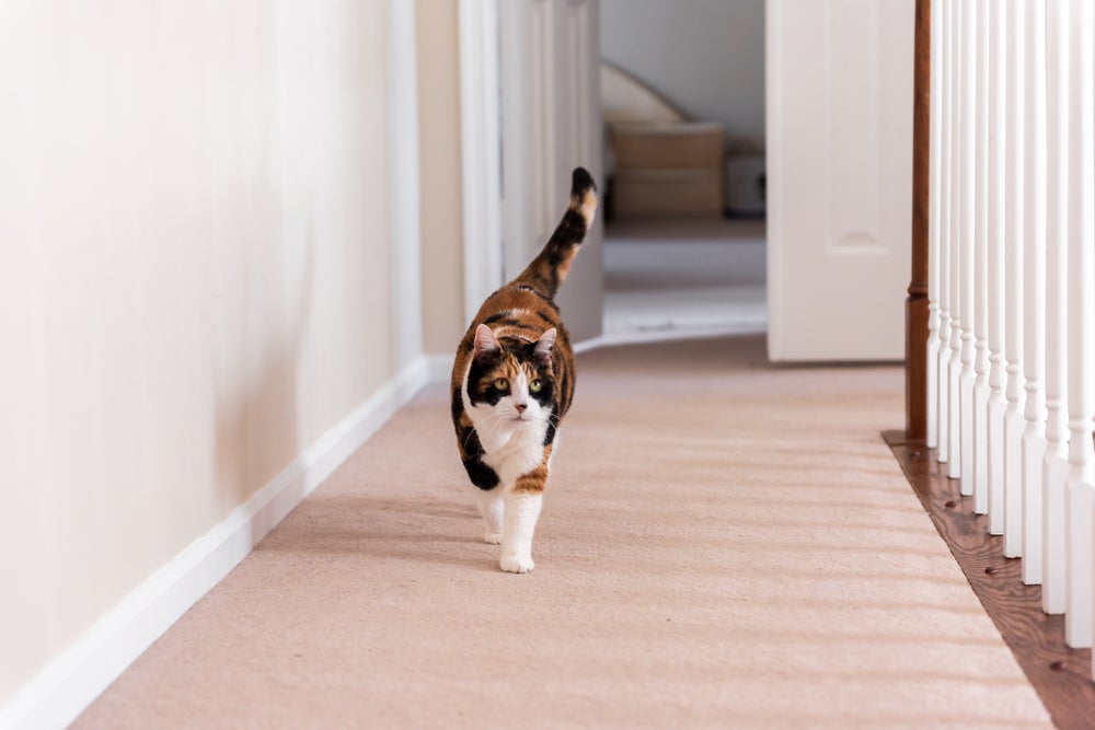 gato tricolor andando pela casa com porta ao fundo
