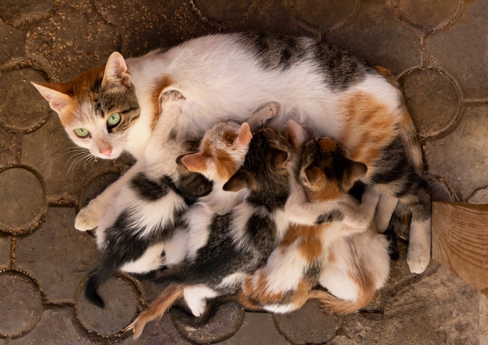 Gato é mamífero: gata amamentando filhotes