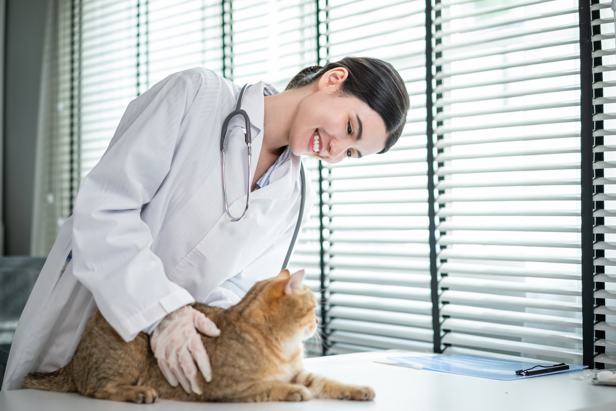 Gato sendo cuidado por veterinária em consultório