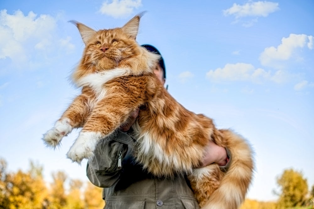Gato gigante Maine Coon sendo segurado no colo