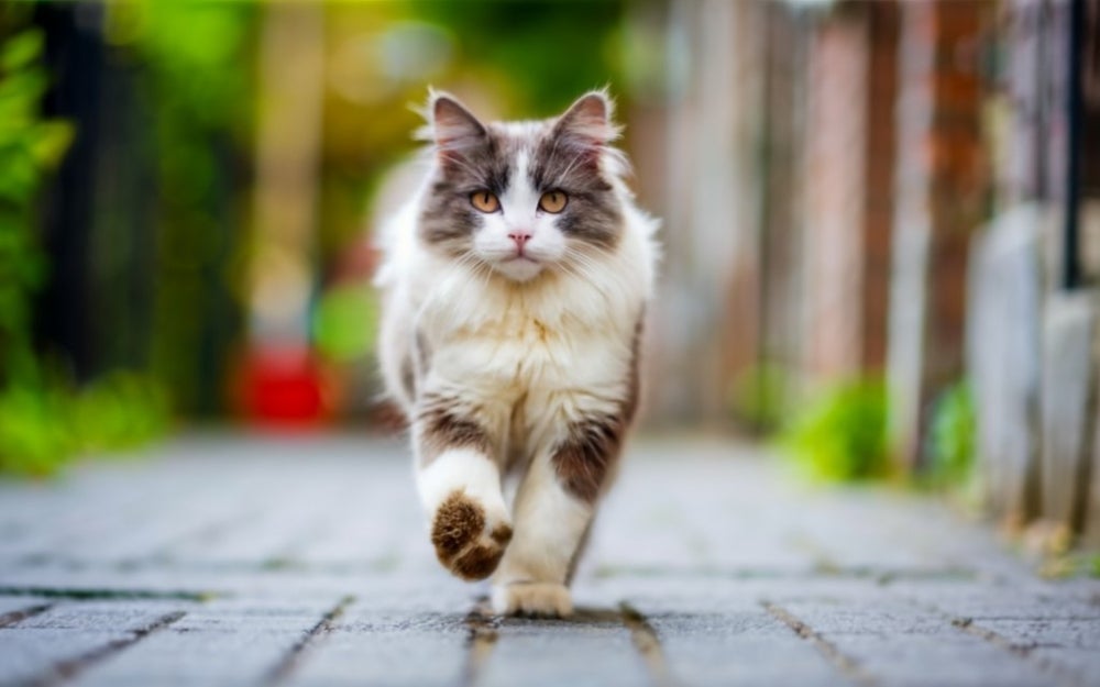 gato gigante Ragdoll caminhando em direção a câmera