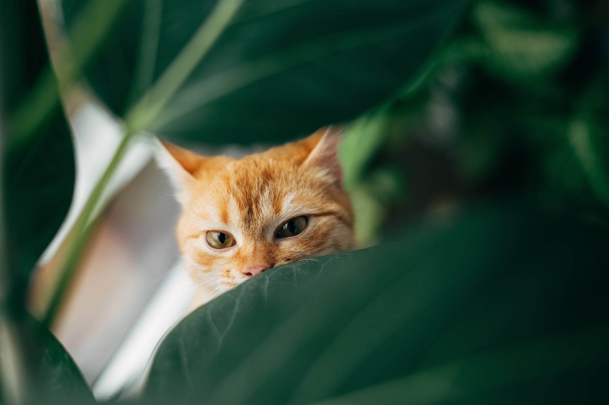 Rosto de gato laranja em destaque no meio de planta