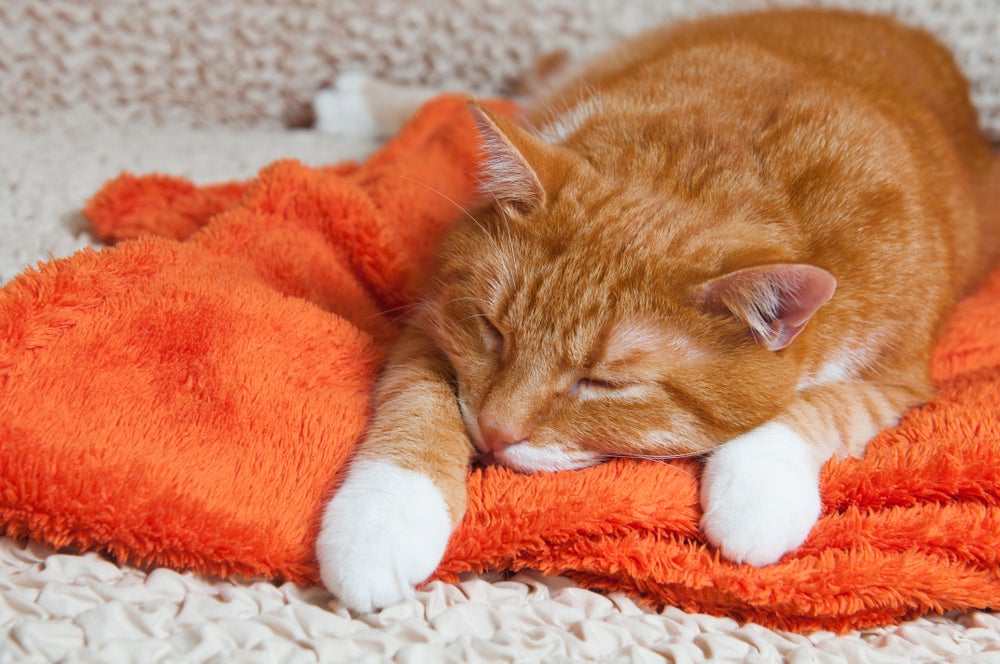gato intoxicado laranja deitado