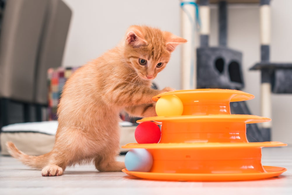 gato laranja filhote brincando com bolinhas