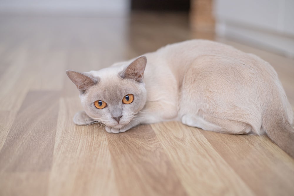 gato lilás deitado no chão