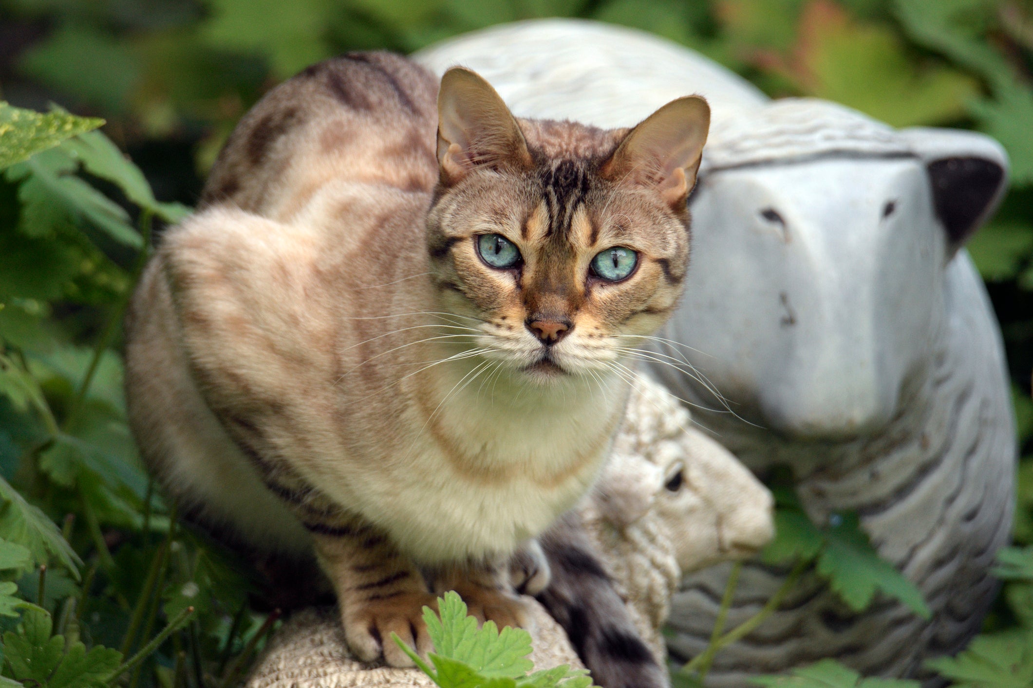 gato caro Chausie sentado perto de plantas