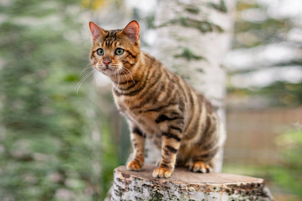 Gato Toyger em cima de tronco