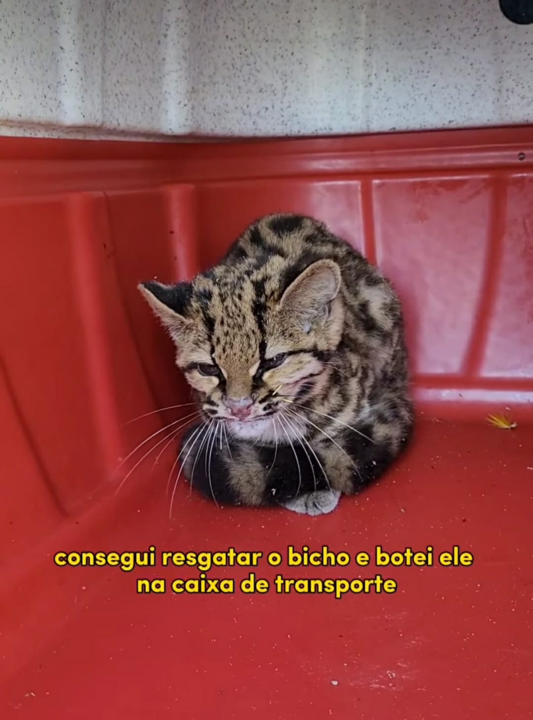 Gato-maracajá selvagem dentro de caixa de transporte