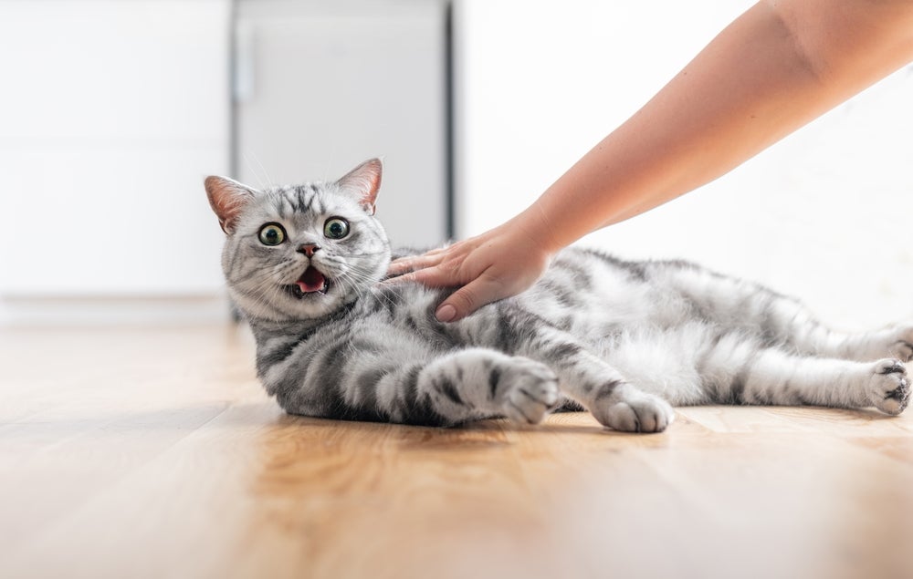 gato miando estranho ao ser tocado por mão