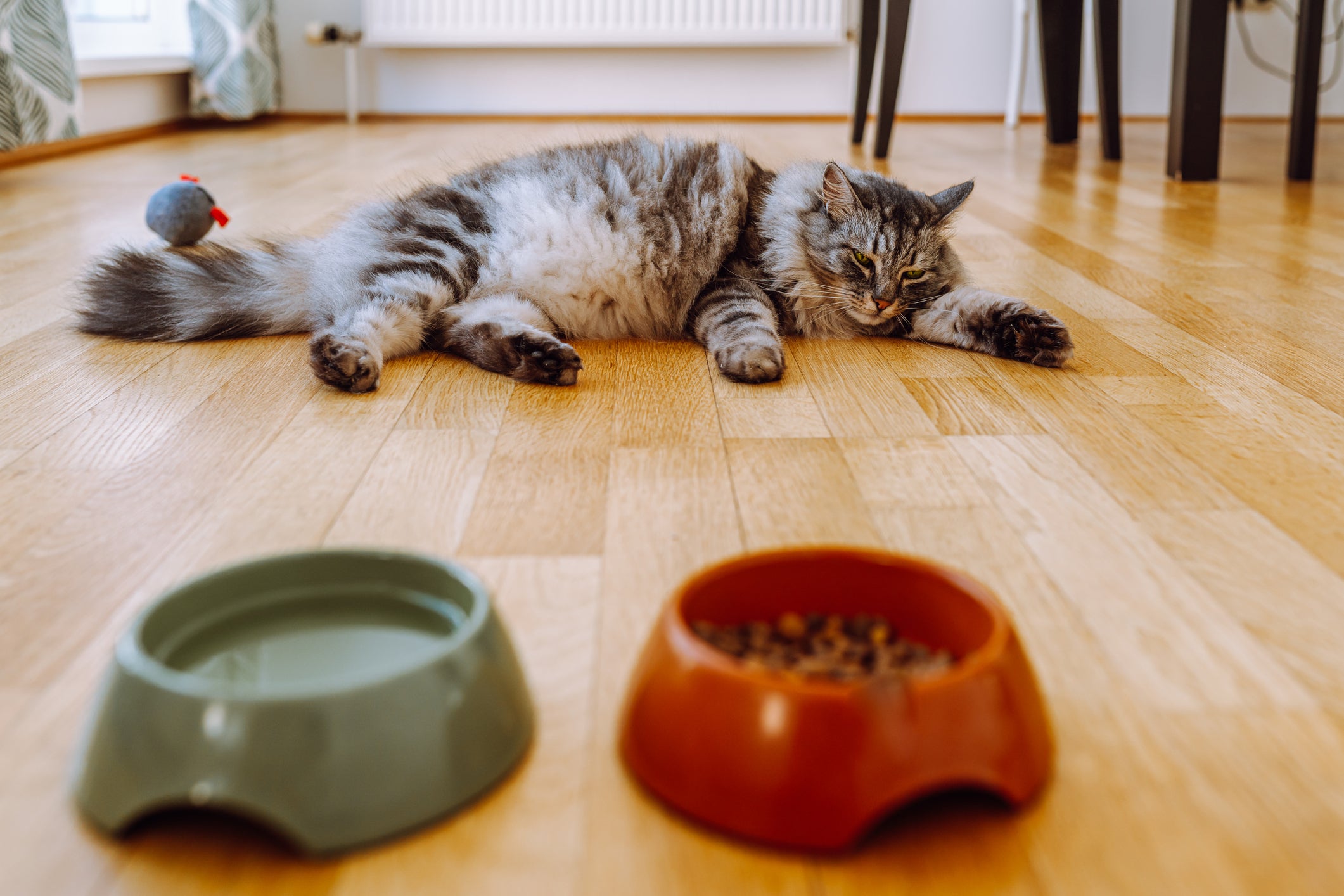 Gato deitado sem vontade de comer sua ração ou beber água