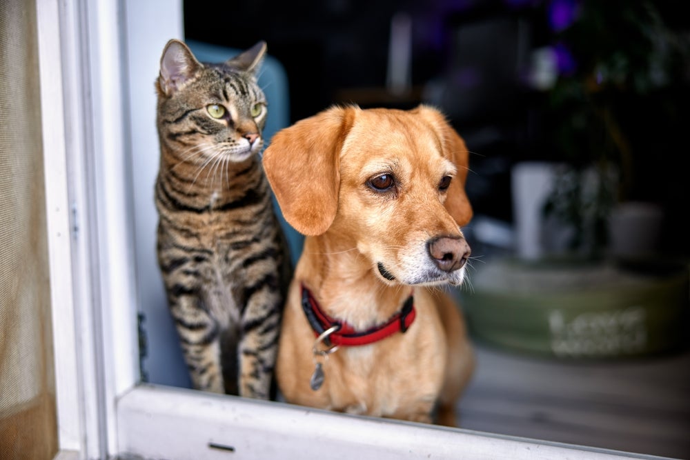 Gato e cachorro lado a lado olhando pela janela