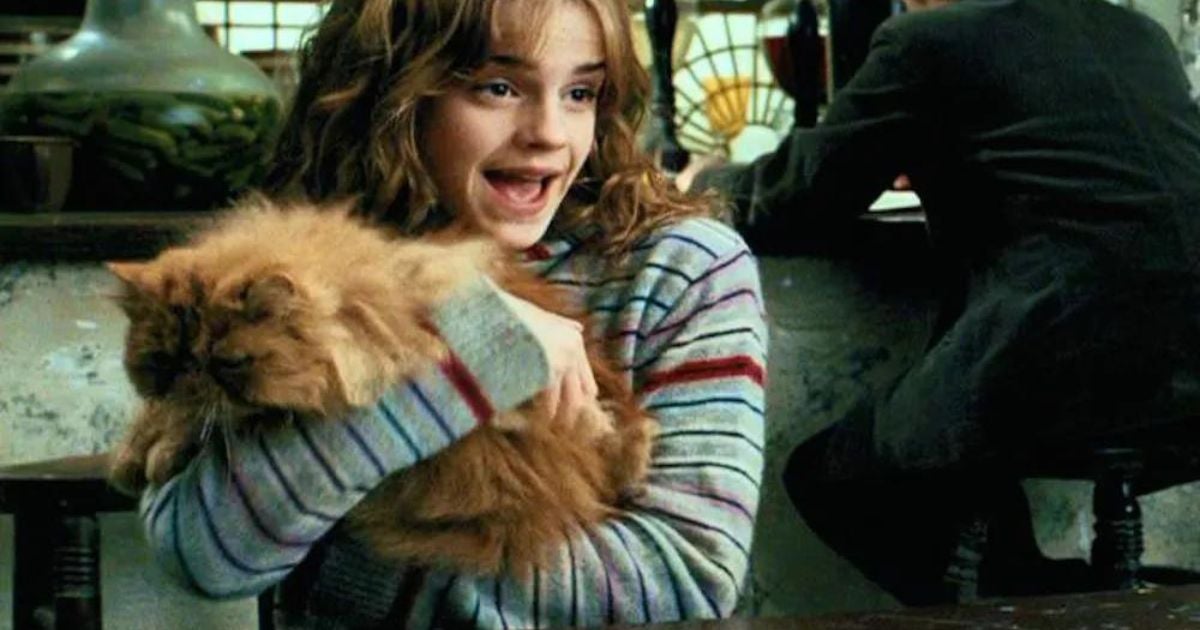 gato persa bichento com a personagem hermione de harry potter