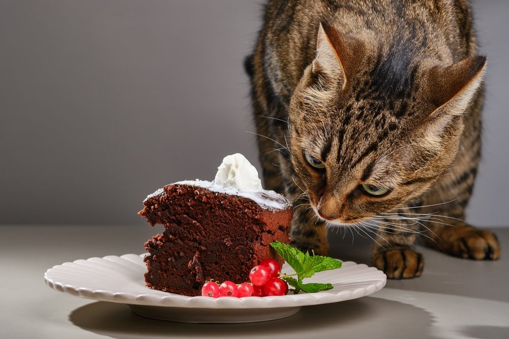 gato olhando para pedaço de bolo de chocolate na mesa