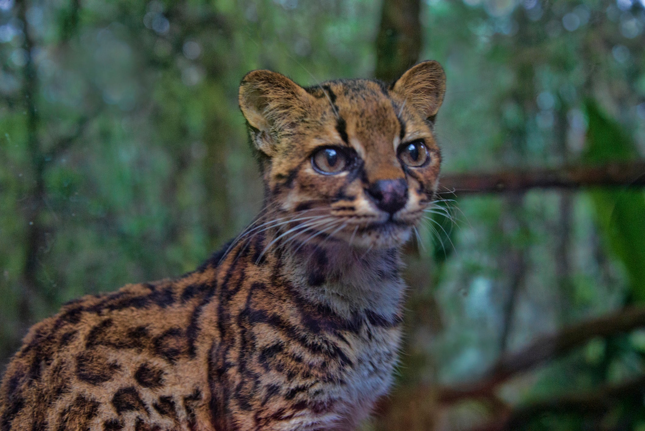 Gato Maracajá em destaque na floresta durante final do dia