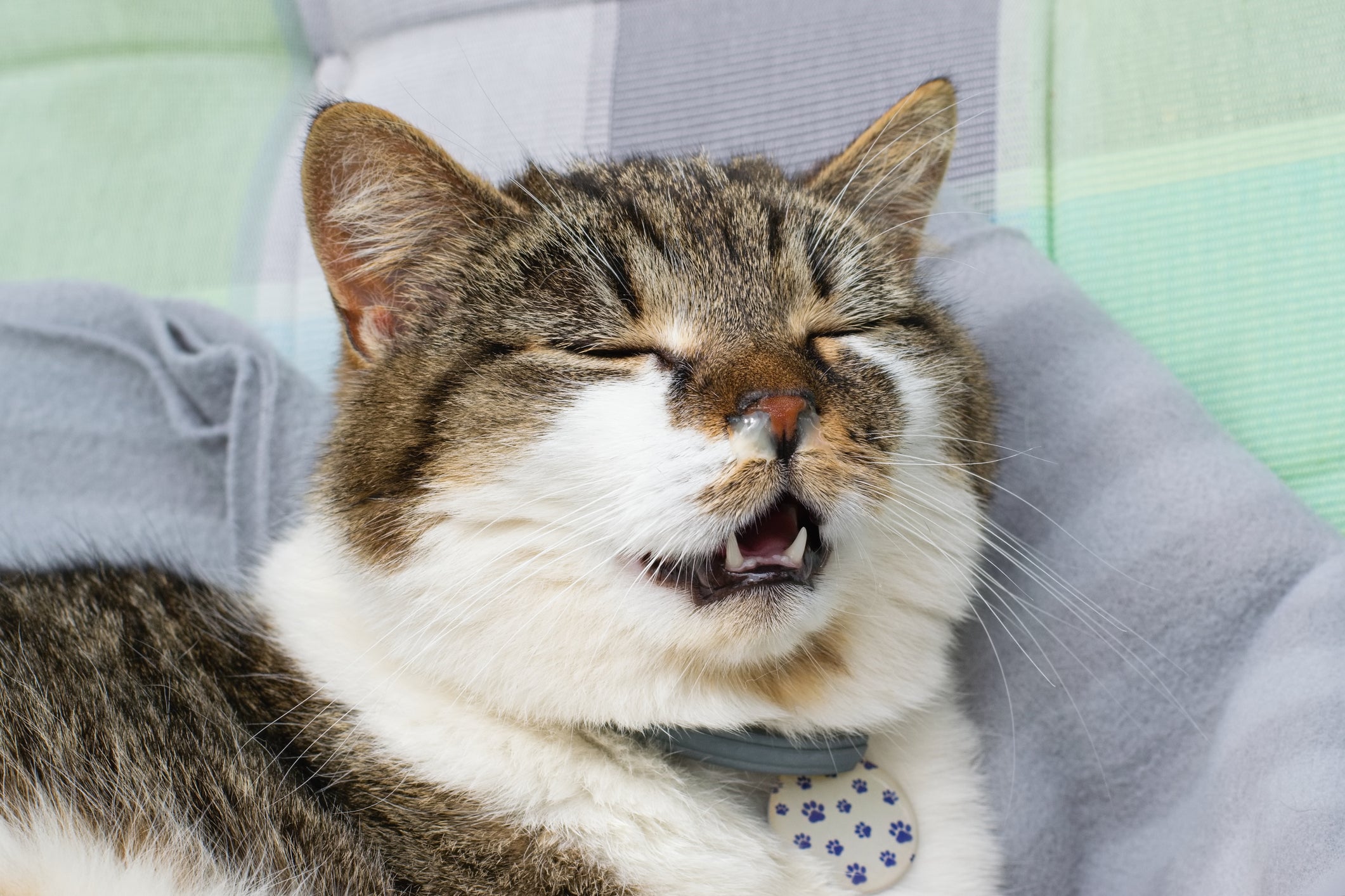 Gato gripado com os olhos fechados e boca aberta