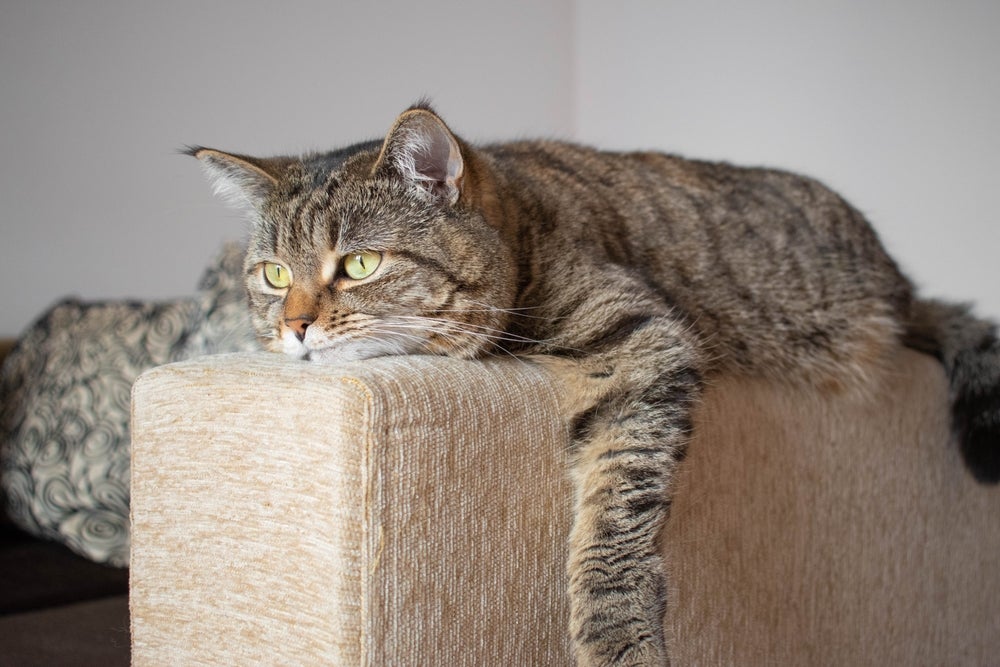 Gato triste cabisbaixo deitado no braço do sofá