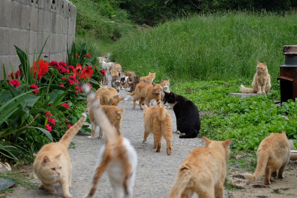Gatos em Aoshima