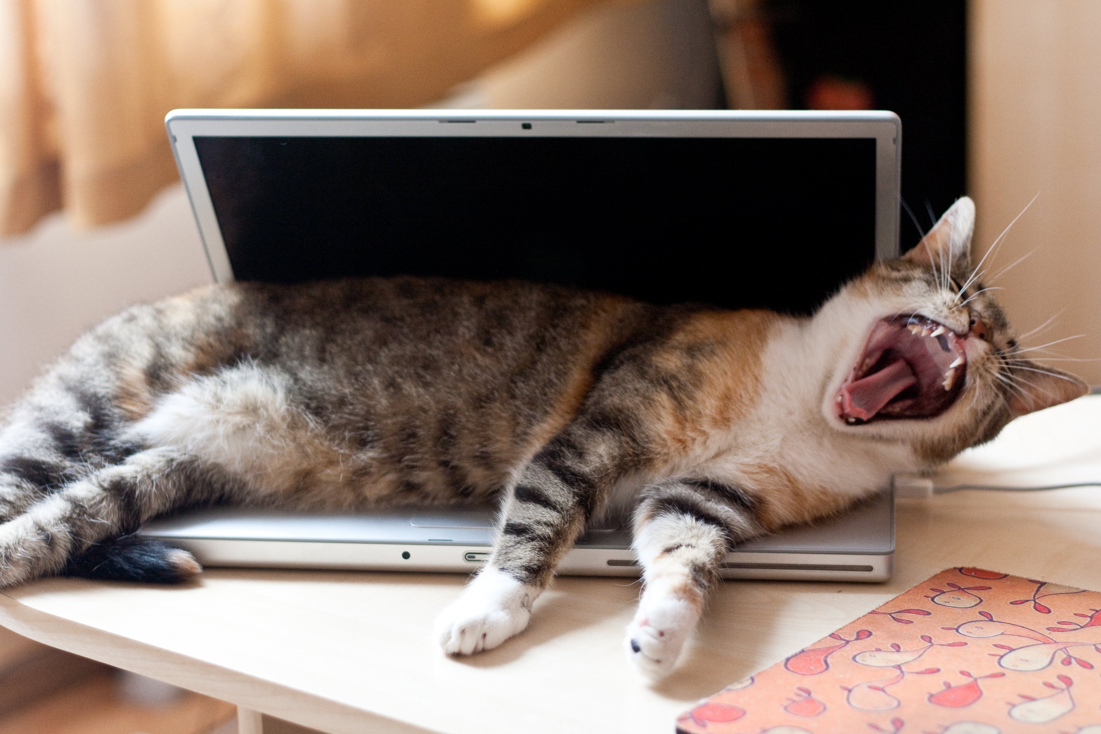 gato deitado em cima de notebook