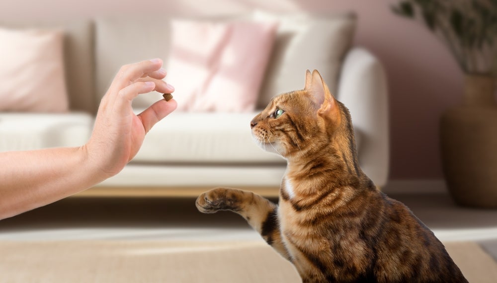 gatos atendem pelo nome: mulher adestrando gato