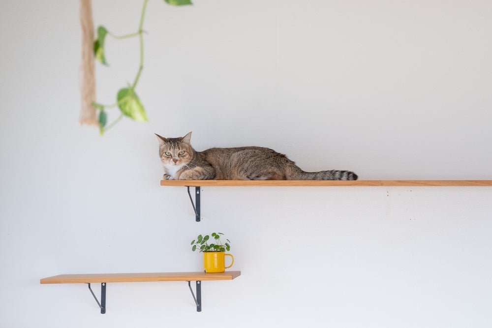 gato doméstico em cima do nicho na parede