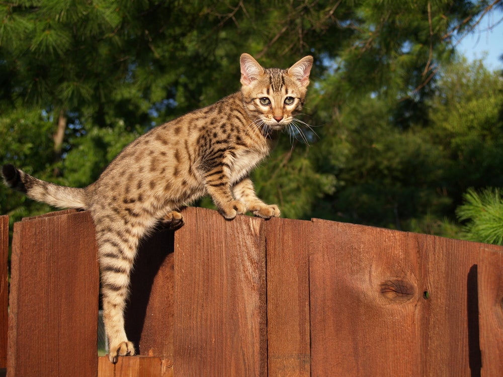gato Savannah em cima de cerca de madeira