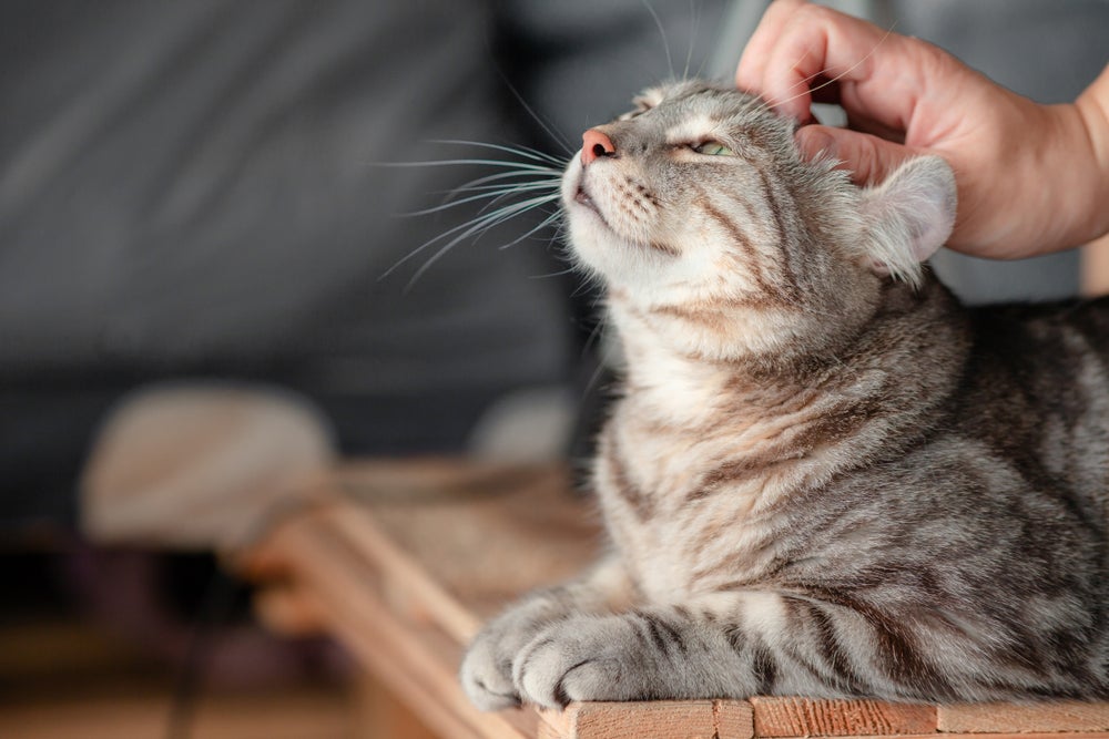 gato recebendo carinho na cabeça