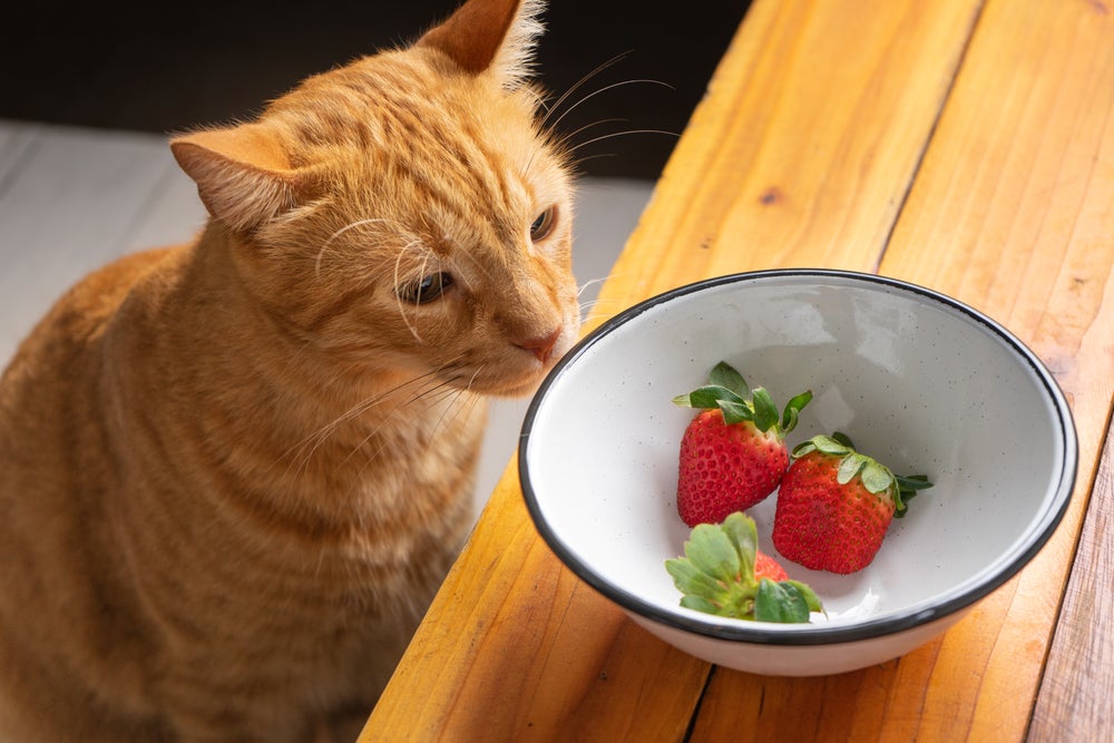 frutas para gatos: gato olhando morangos