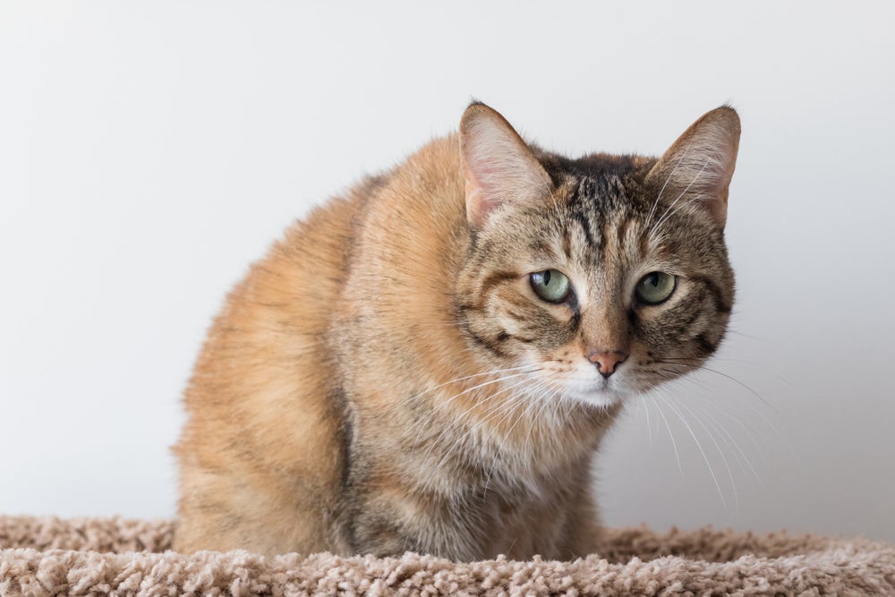 gatos sentem saudades do dono: gato triste