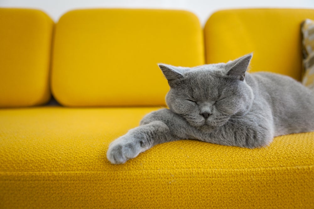 gatos sonham: gato dormindo no sofá