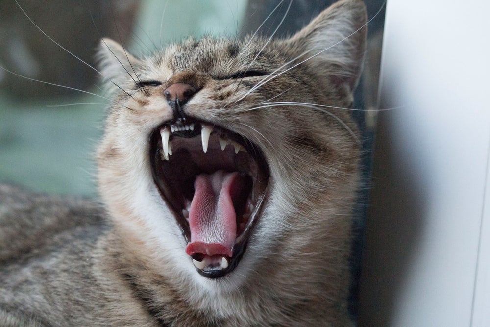 gatos trocam de dente: gato com boca aberta
