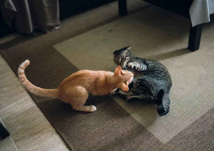 Imagem de cima de gato laranja e gato cinza brincando no tapete