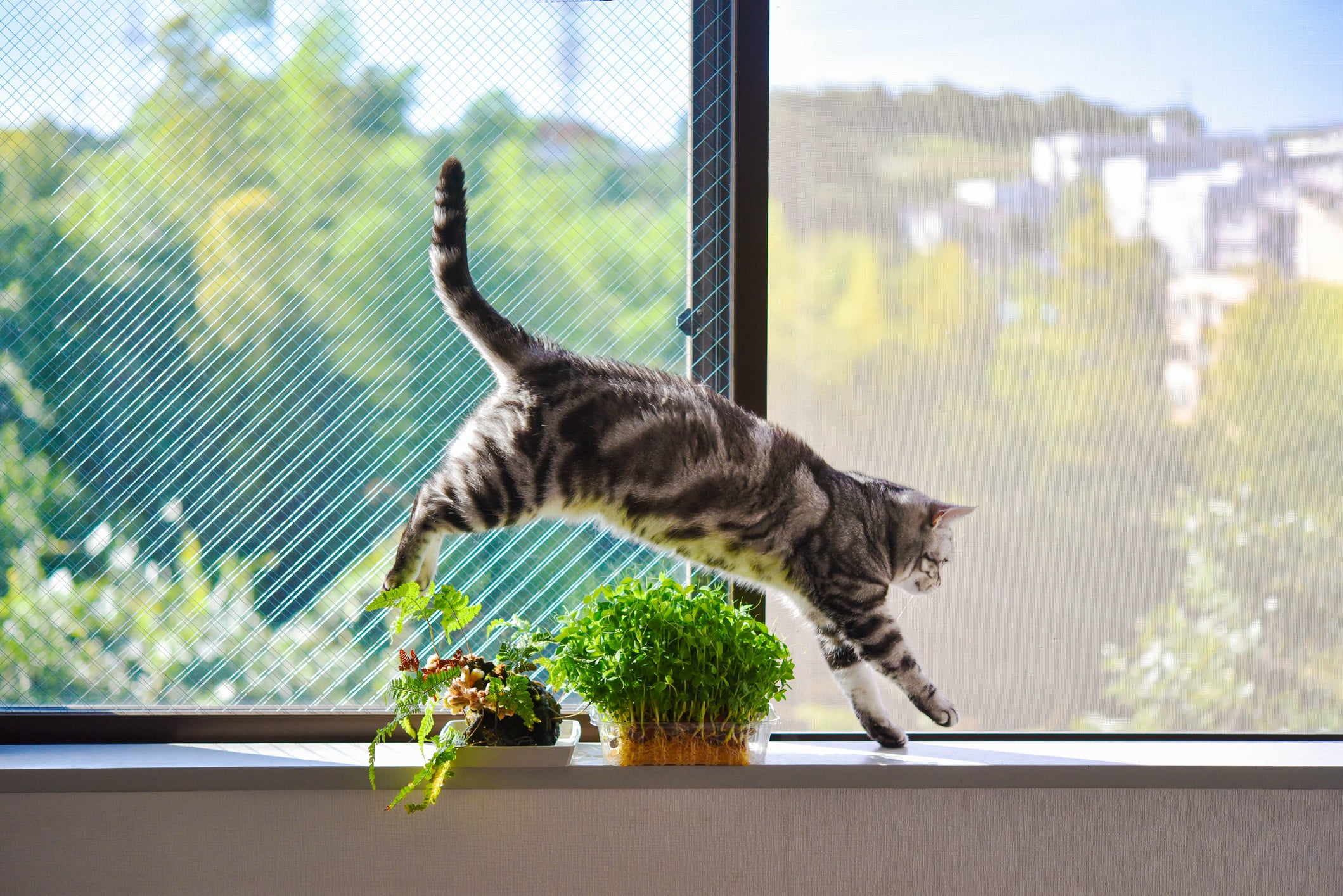 Gato pulando em janela com plantas perto